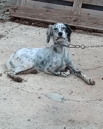 Cani razza setter inglesi