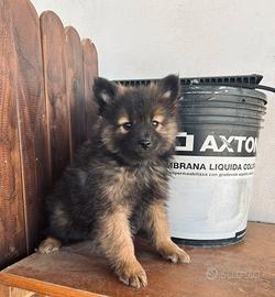 Spitz di pomerania toy