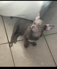 Chihuahua maschietto