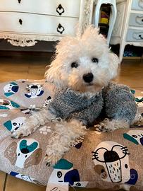 Barboncino Toy femmina pedigree e test genetici