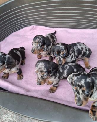 Bassotto arlecchino silver cuccioli