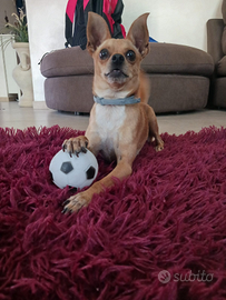 Chihuahua/ Pincher