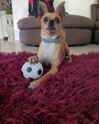 Chihuahua/ Pincher