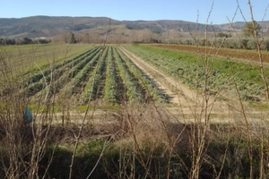 Terreno agricolo irriguo