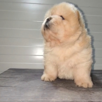 Chow Chow con pedigree