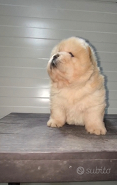 Chow Chow con pedigree