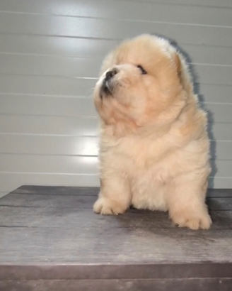 Chow Chow con pedigree