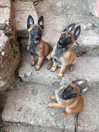 Cuccioli di Pastore Belga Malinois