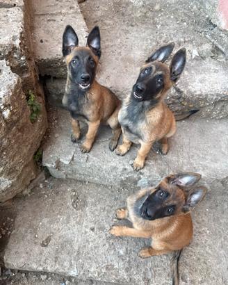 Cuccioli di Pastore Belga Malinois