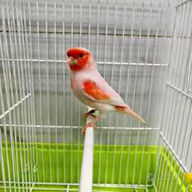 Canarini varie razze