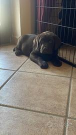 Labrador neri e marroni con pedigree