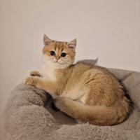 Femmina scottish straight