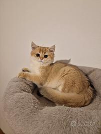 Femmina scottish straight