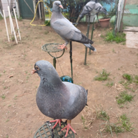 Piccioni per caccia al colombaccio