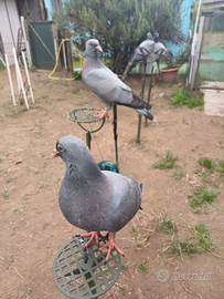 Piccioni per caccia al colombaccio