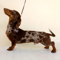 Bassotti maschio per monta