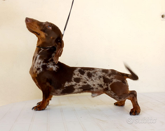 Bassotti maschio per monta