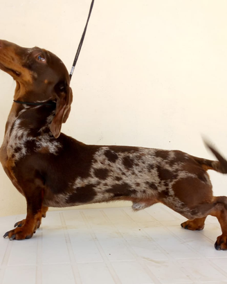 Bassotti maschio per monta