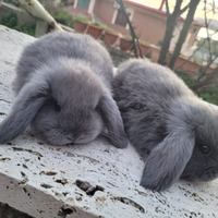 Coniglio ariete nano blu di vienna