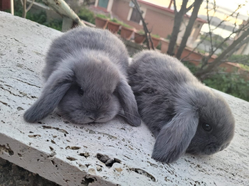 Coniglio ariete nano blu di vienna