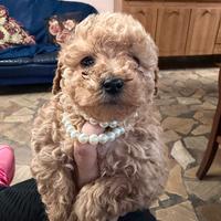 Barboncino toy albicocca