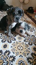 Cucciola di Bulldog Francese 