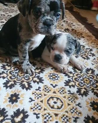 Cucciola di Bulldog Francese 