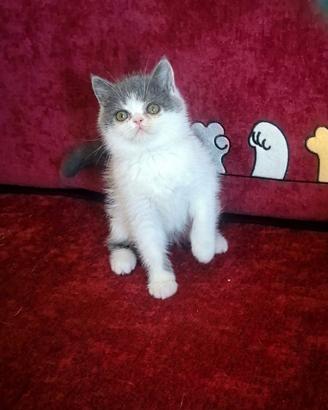 Cucciolo di razza exotic shorthair disponibili