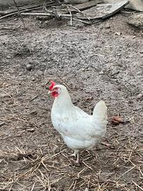 Olive egger Ester egger