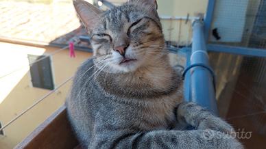 Regalasi gatti urgentemente