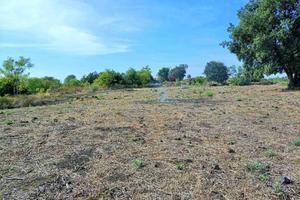 Rif.GL207| terreno agricolo aci sant'antonio