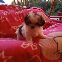 Cuccioli di Shih Tzu