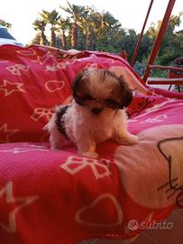 Cuccioli di Shih Tzu