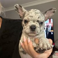 Cuccioli di bulldog francesi merle