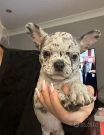 Cuccioli di bulldog francesi merle