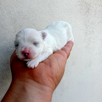 Cucciolo di Maltese Coreano