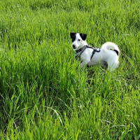 Jack Russel maschio con pedigree per accoppiamento