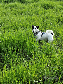 Jack Russel maschio con pedigree per accoppiamento