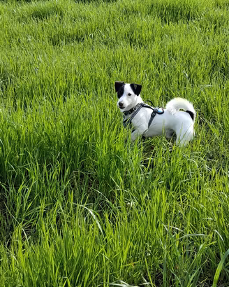 Jack Russel maschio con pedigree per accoppiamento