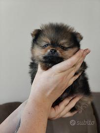 Volpino di Pomerania