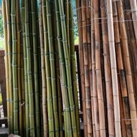 Canne di bambu gigante