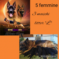 Cuccioli di pastore tedesco selezionati