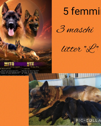 Cuccioli di pastore tedesco selezionati