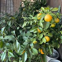 Piante mandarino altezza 160/170 cm