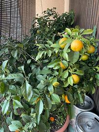 Piante mandarino altezza 160/170 cm