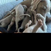 Cuccioli weimaraner