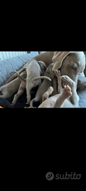 Cuccioli weimaraner