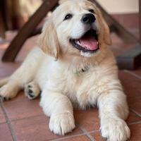 Cuccioli Golden Retriever con Pedigree