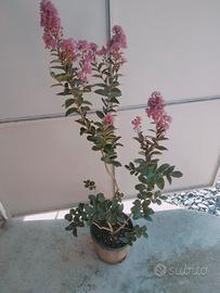 lagestroemia