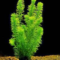 Piante Egeria per acquario